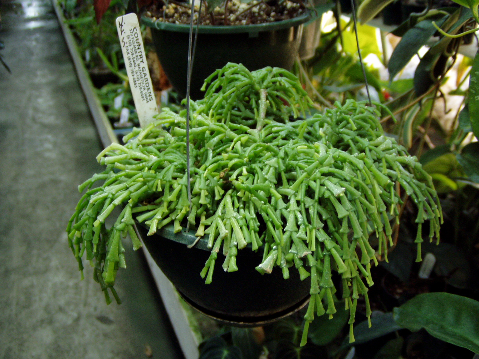 epiphyullanthoides v bradei